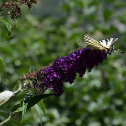 2015-07 Savoie/Modane/DSC_0031.JPG